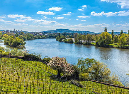 Weinberge